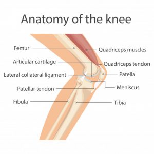 anatomy diagram of knee joint