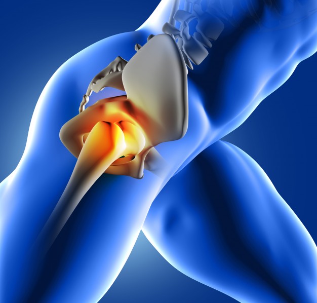 hip joint 3d view showing bones