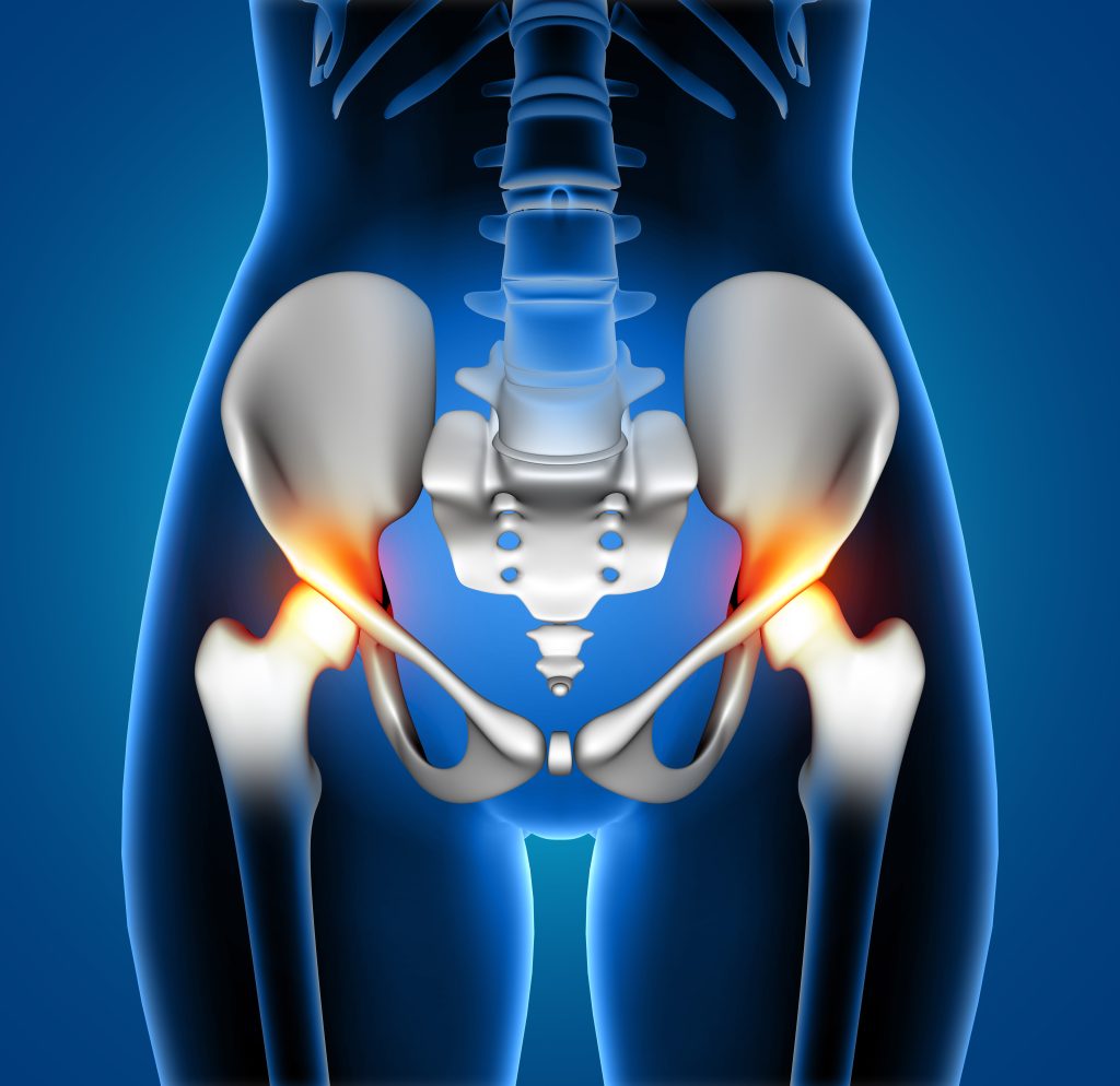 hip anatomy diagram